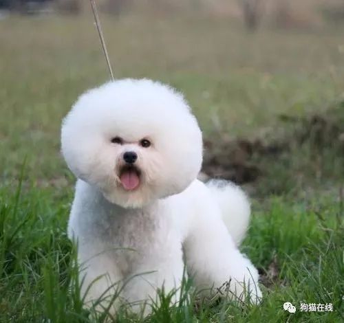 宠物狗粮比熊怎么选择好