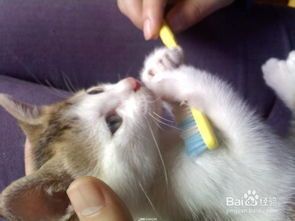 宠物跳蚤处理攻略