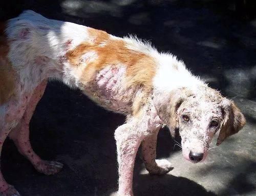 如何防止宠物狗感染寄生虫？（做好预防措施，让狗狗远离寄生虫。）