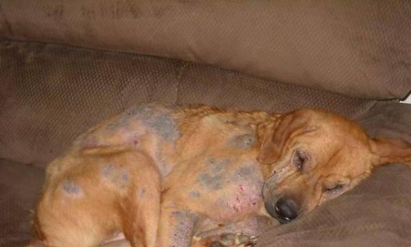 如何防止宠物狗感染寄生虫？（做好预防措施，让狗狗远离寄生虫。）