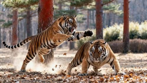 韩国老虎挑衅老祖，东北虎吨级掌力一招摁倒：没搞清辈分就敢撒野