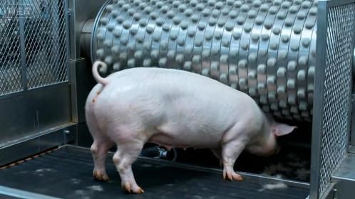 二师兄刚上德国流水线，还没哼哼就被精准分割，出来直接成猪排！