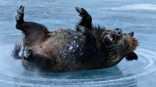 野猪被困冰面挣扎，本想自救却出意外，猪算不如天算笑喷！