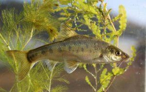 金线鲃繁殖方式