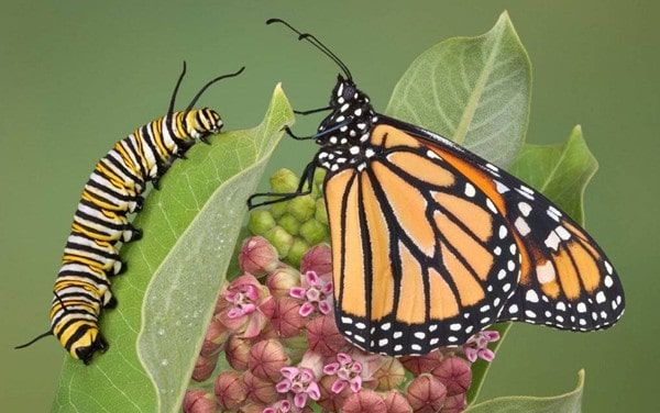 毛毛虫为什么会变成蝴蝶？