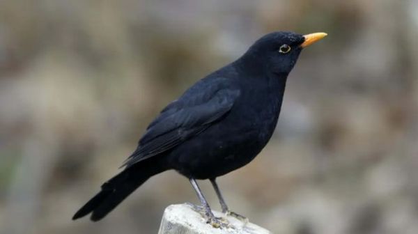 乌鸦为什么是黑的