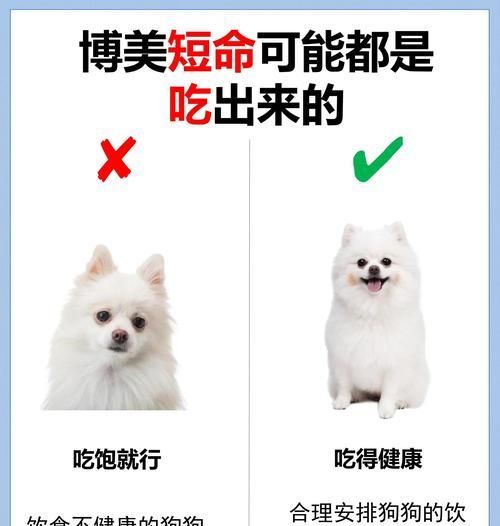 幼犬健康食谱，宠物享受无忧生活（为你的小狗提供营养均衡的饮食，从小健康成长）