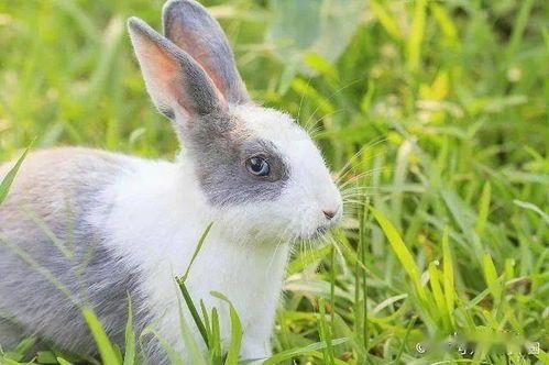 宠物兔子食欲不振，腹部膨胀不适。
