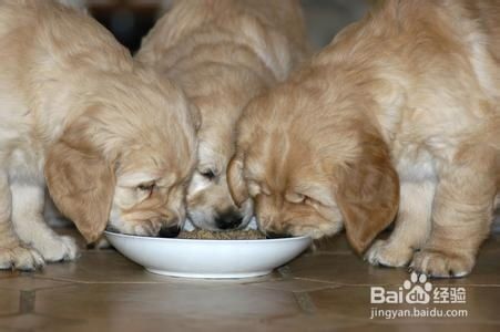 幼犬只吃狗粮行吗？