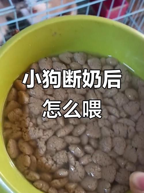 幼犬30天断奶后吃什么_奶粉过渡到离乳粮