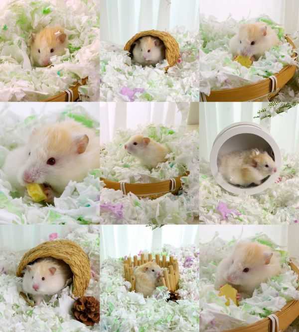 仓鼠垫料宠物老鼠活体进食活动仓鼠用品4k