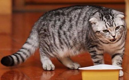 水獭不宜食猫粮，营养不匹配。