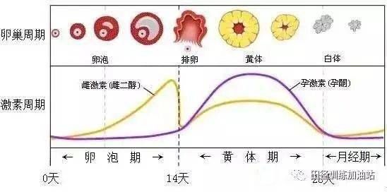 宠物怀孕周期约60天