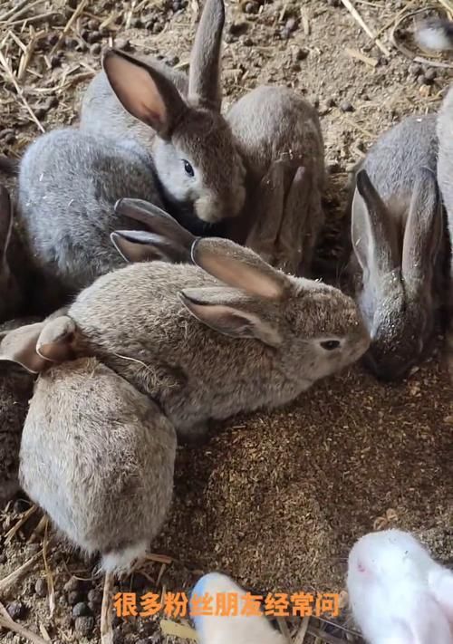 兔子的饮食习惯及推荐食物（了解兔子的饮食需求与喜好，为它们提供健康营养的食物）