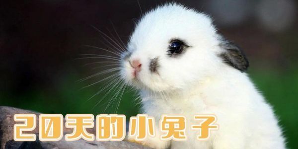 兔子的饮食习惯及推荐食物（了解兔子的饮食需求与喜好，为它们提供健康营养的食物）