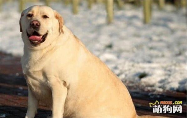 拉布拉多犬不准吃的“食物清单”，这些食物劝你别喂！