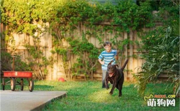 拉布拉多犬不准吃的“食物清单”,这些食物劝你别喂!