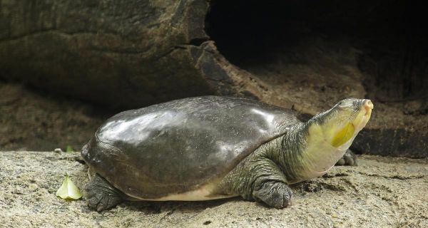 深水养龟，打造龟友的水下世界（选择适合深水养龟的品种，打造它们的梦幻家园）