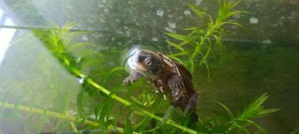 深水养龟，打造龟友的水下世界（选择适合深水养龟的品种，打造它们的梦幻家园）