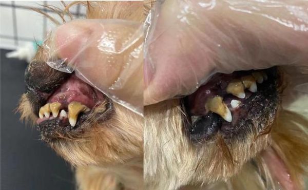 如何有效地为约克夏去除牙垢？（宠物美牙必备——约克夏刷牙指南）