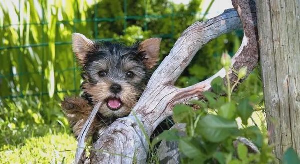 如何有效地为约克夏去除牙垢？（宠物美牙必备——约克夏刷牙指南）