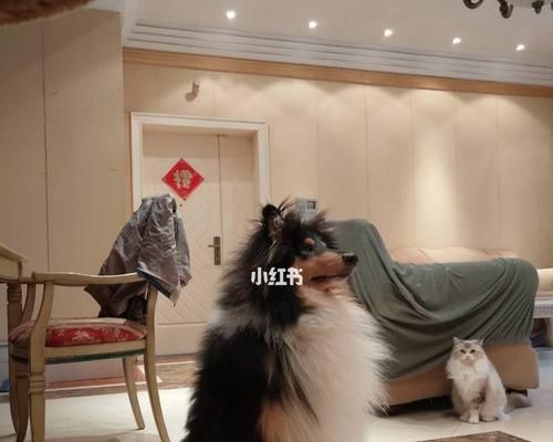 苏格兰牧羊犬的牙齿护理方法（如何让你的宠物牙齿更健康）