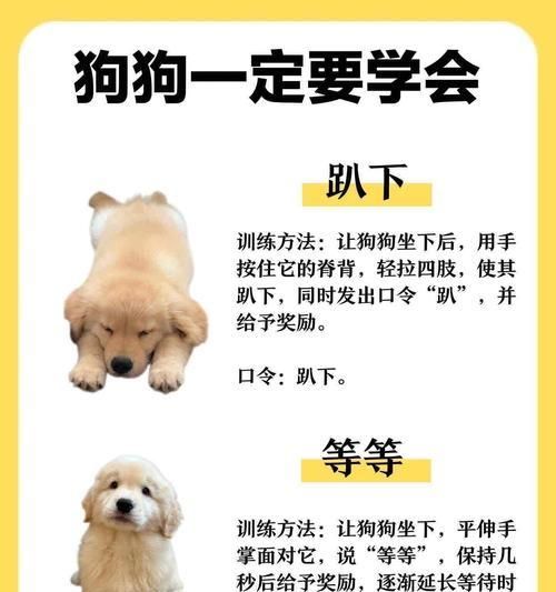 苏格兰牧羊犬的牙齿护理方法（如何让你的宠物牙齿更健康）