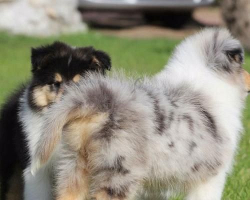 苏格兰牧羊犬的牙齿护理方法（如何让你的宠物牙齿更健康）