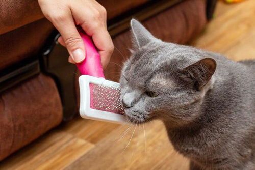 如何让猫咪保持干净卫生，日常清洁怎么做？