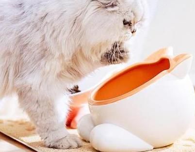 如何让猫咪保持干净卫生，日常清洁怎么做？