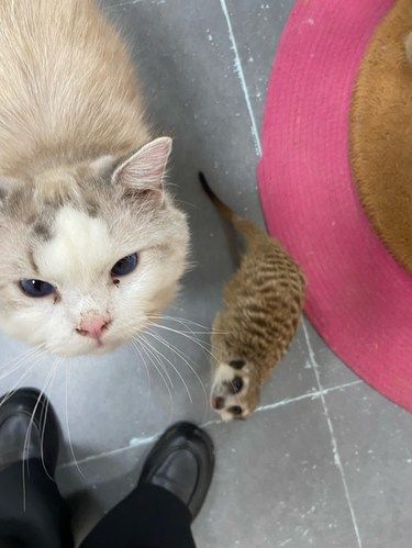 这里让爱猫人士狂喜～～