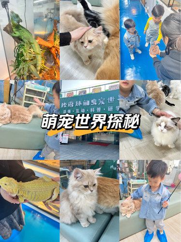 放松喵～心情也融化