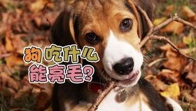 宠物换毛季，护理攻略大揭秘