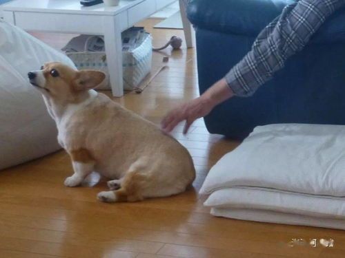 宠物换毛季，护理攻略大揭秘