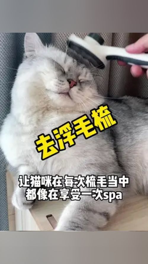 “宠物换毛季，你家毛孩多久换毛一次？”