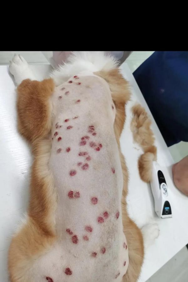 宠物狗常见疾病的治疗方法（如何帮助宠物狗战胜两大日常疾病？）