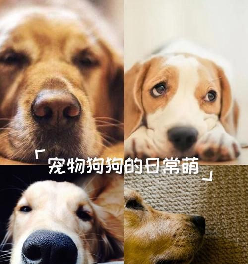 宠物狗常见疾病的治疗方法（如何帮助宠物狗战胜两大日常疾病？）
