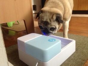 宠物狗喝水后吐了怎么办