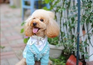 小狗吐了要禁食多久