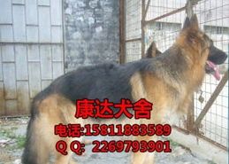 德国有哪些大型犬种