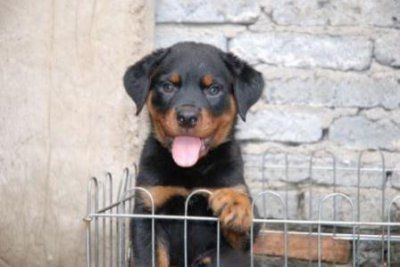 ​哈士奇怎么才能不叫，哈士奇怎么叫