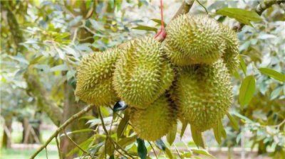 ​榴莲和鱼能不能一起吃