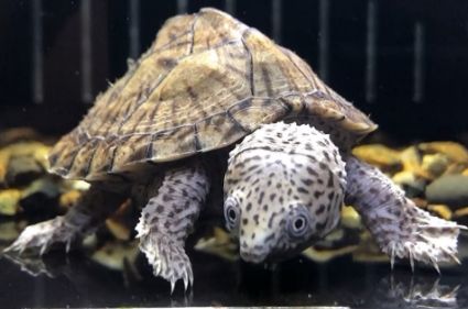 剃刀龟高价之谜:供需与特性的市场博弈