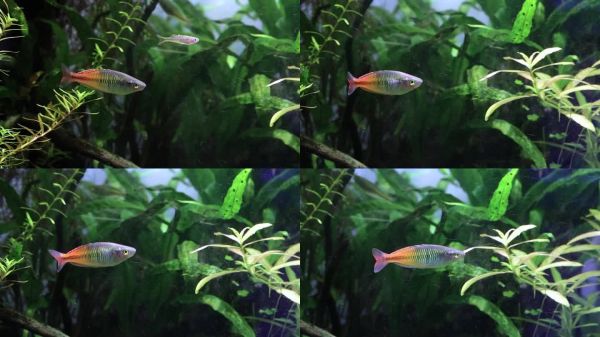 水族馆展览,展示色彩斑斓的博氏彩虹鱼,模拟栖息地,配有多种水生植物,特写镜头。