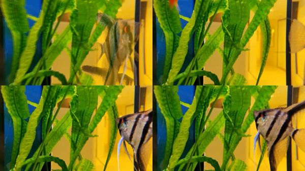 水下生活:生动的水族馆展示