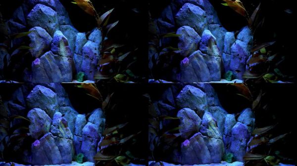 里斯本的水族馆展示了丰富多彩的热带鱼。