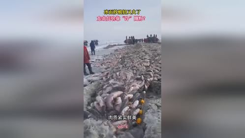 冰面炒酸奶又火了，东北凭啥靠“冷”圈粉？ #东北户外炒酸奶#东北的冷#东北 （责编：胡健华 编审：裴...