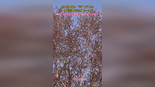 12月15日，江苏。冬季的树枝上 “结”满了小鸟，身形与树叶完全融为一体。网友：以为是一树果子，原来...