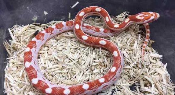 玉米蛇是否有毒?别再被误导啦!