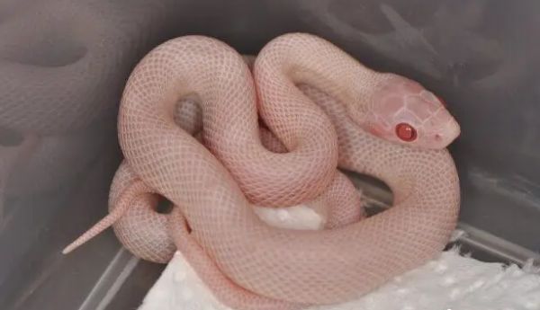 玉米蛇是否有毒?别再被误导啦!